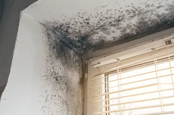 Affordable Black Mold Remediation solutions in Waverly, TN
